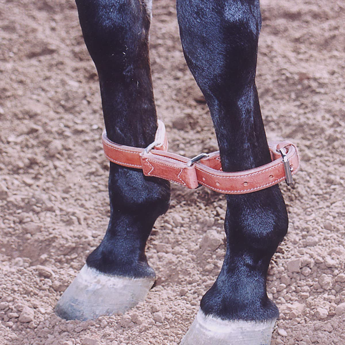 Martin Saddlery - Imbracatura per cavalli in pelle