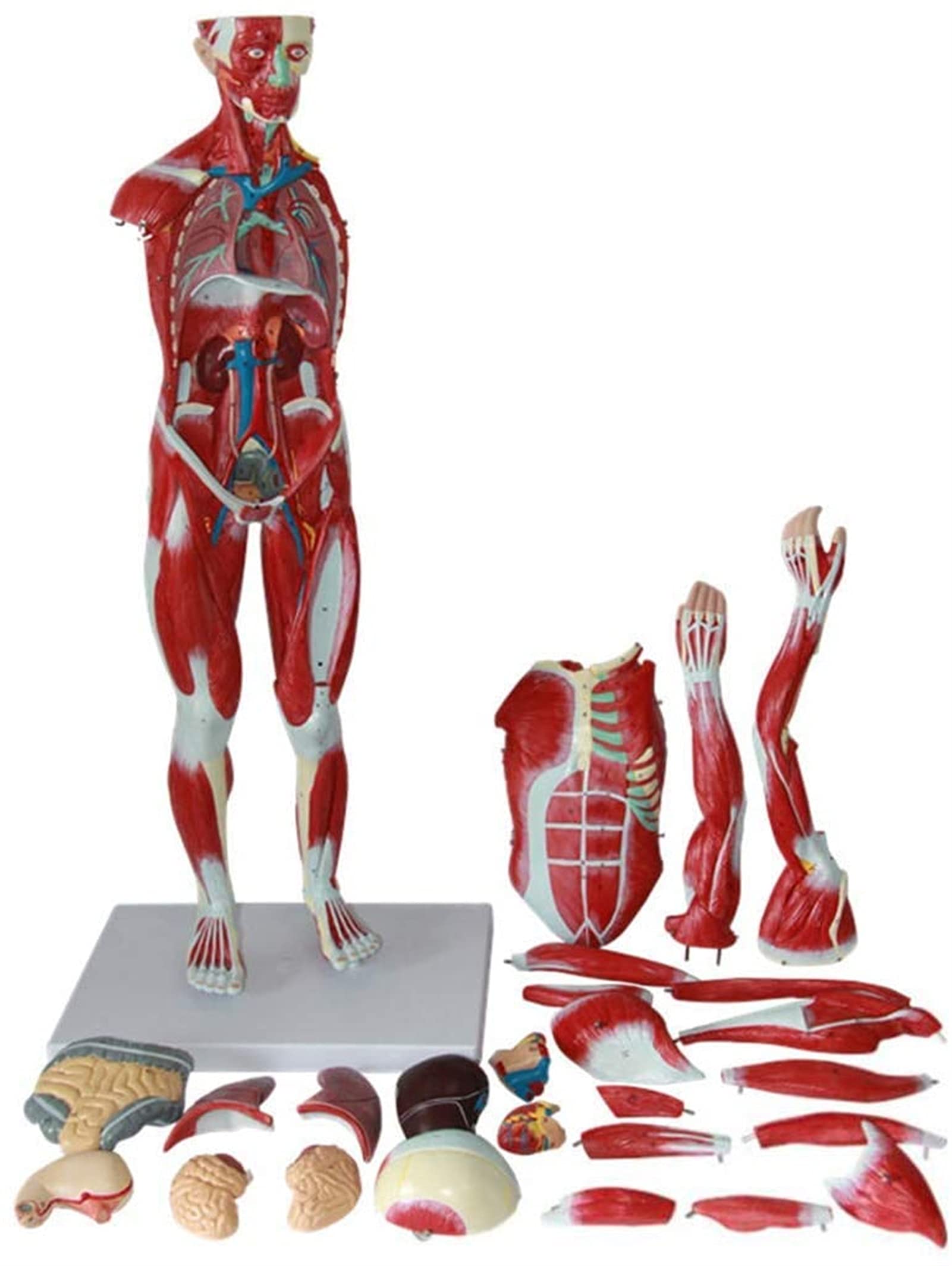 Modele Medyczne, Model Anatomii Ludzkiej O Rozmiarze 78 Cm, Model Anatomiczny Mięśni I Szkieletu, Materiał Do Nauczania Medycznego, Modele Medyczne I Materiały Do Nauczania
