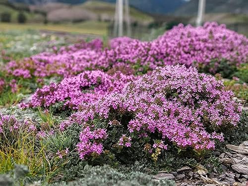 Más de 10000 semillas de tomillo rastrero para plantar (Thymus serpyllum) Semillas de cobertura de suelo polinizadas abiertas fáciles de cultivar