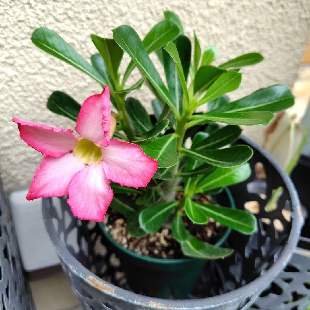 Amazon.co.jp: アデニウム 砂漠のバラ ク花 塊根植物 コーデックス