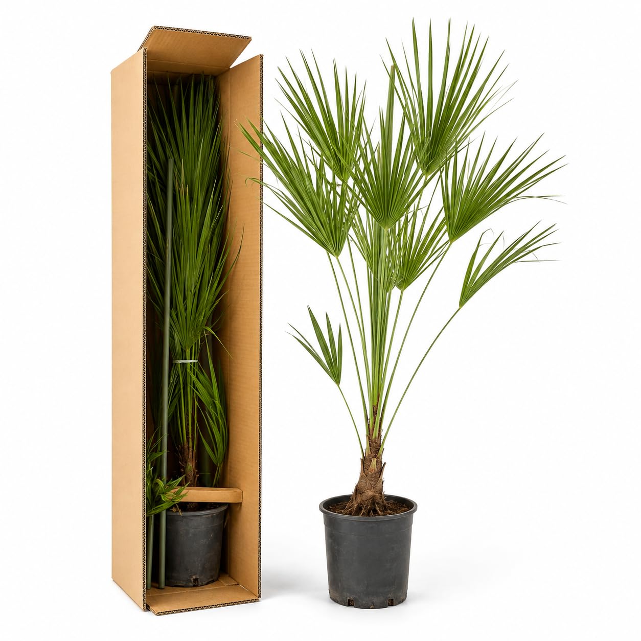 Chamaerops Humilis Palmier Nain Méditerranéen env. 120 cm