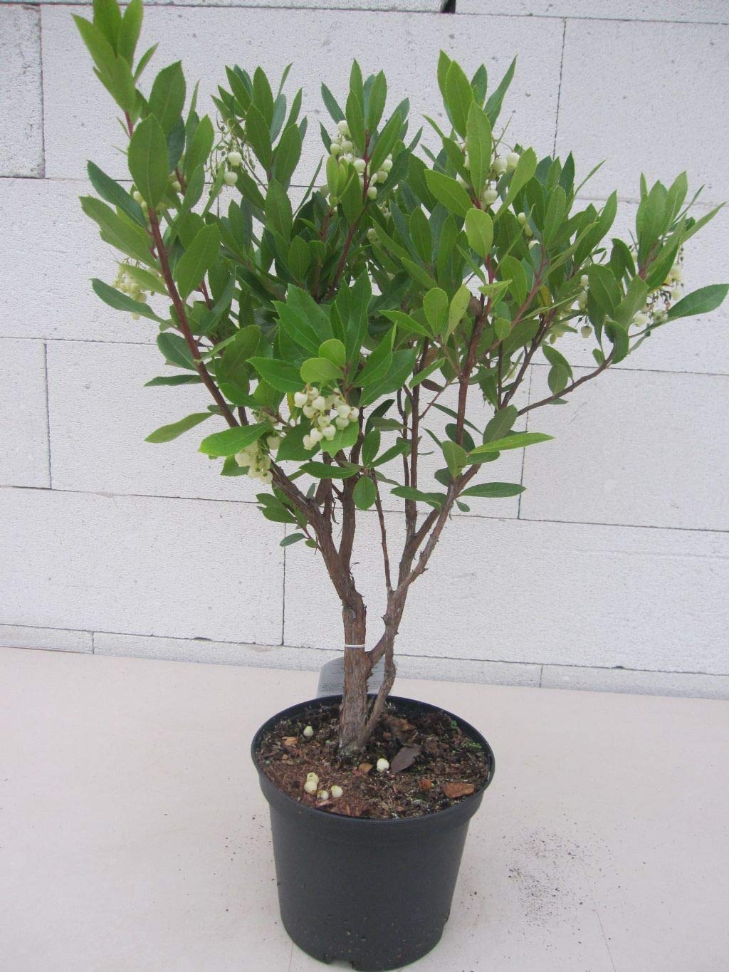 Arbutus unedo Compacta - Kompakter Erdbeerbaum - 30-40cm