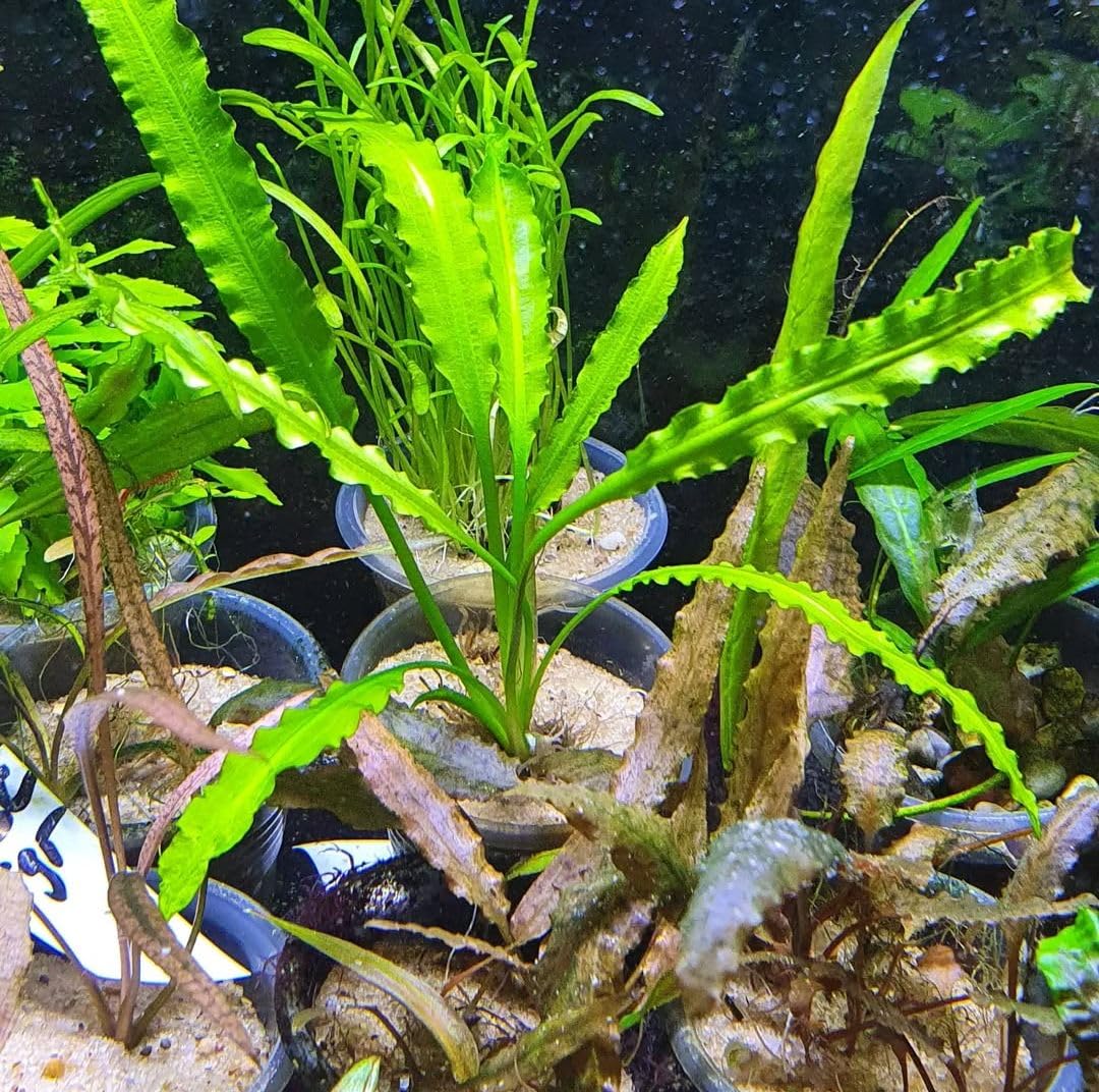 Aquarium Plant Seeds (Bulbs) for all Kinds of Planted Aquarium (Pack of 5 Bulbs)-image-29