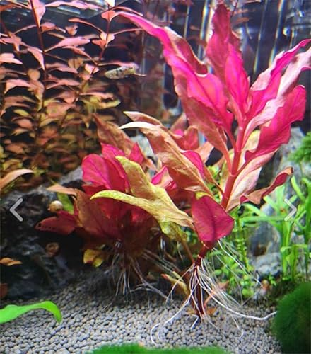 Miniatura 2 de Alternanthera Rosaefolia - Planta de acuario vivo en maceta, decoración tropical de agua dulce