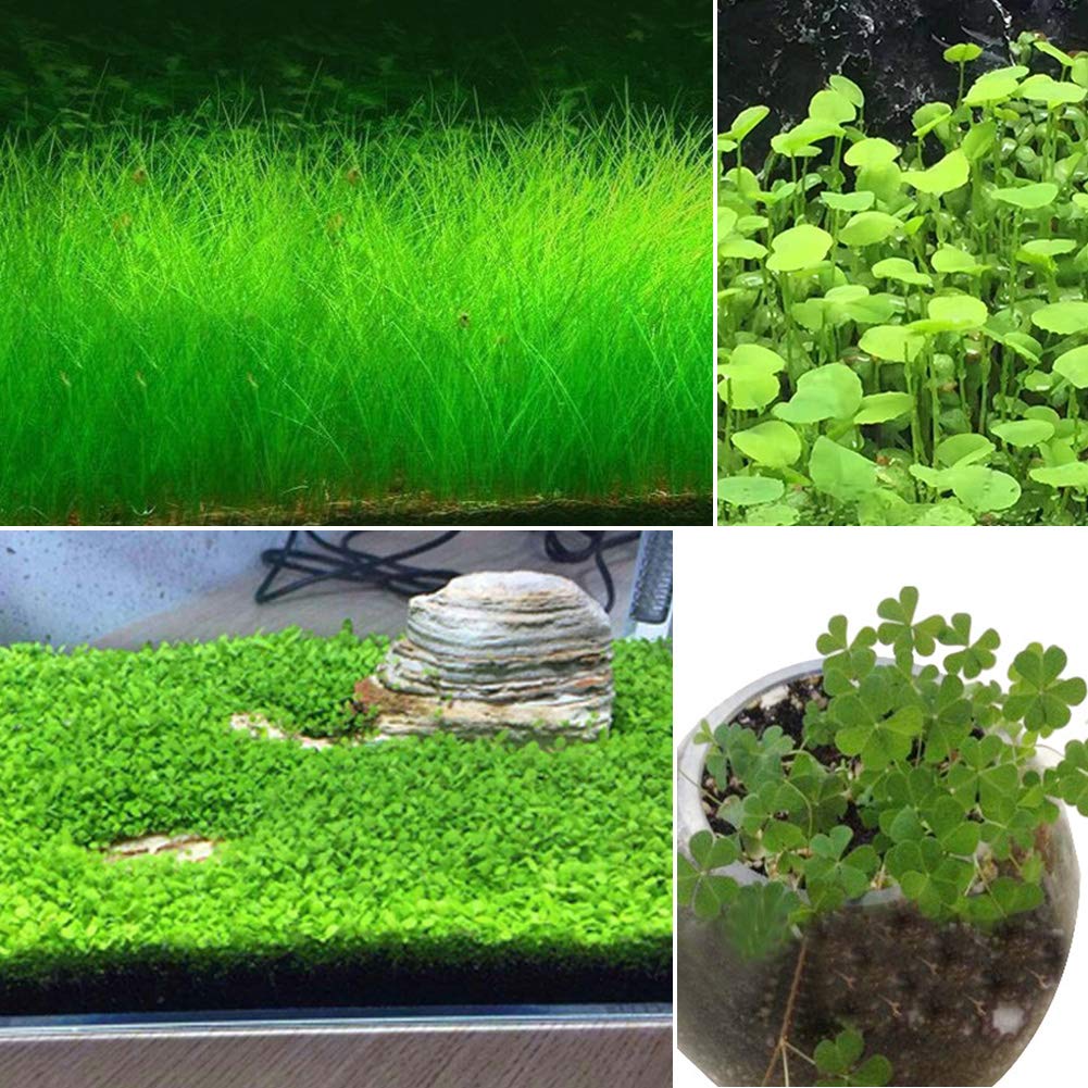 Decdeal One Bag Aquatic Seed Fish Tank Landscaping Water Grass Seeds