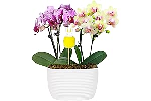 Just Add Ice Mini Pink and Yellow Indoor Orchid Garden