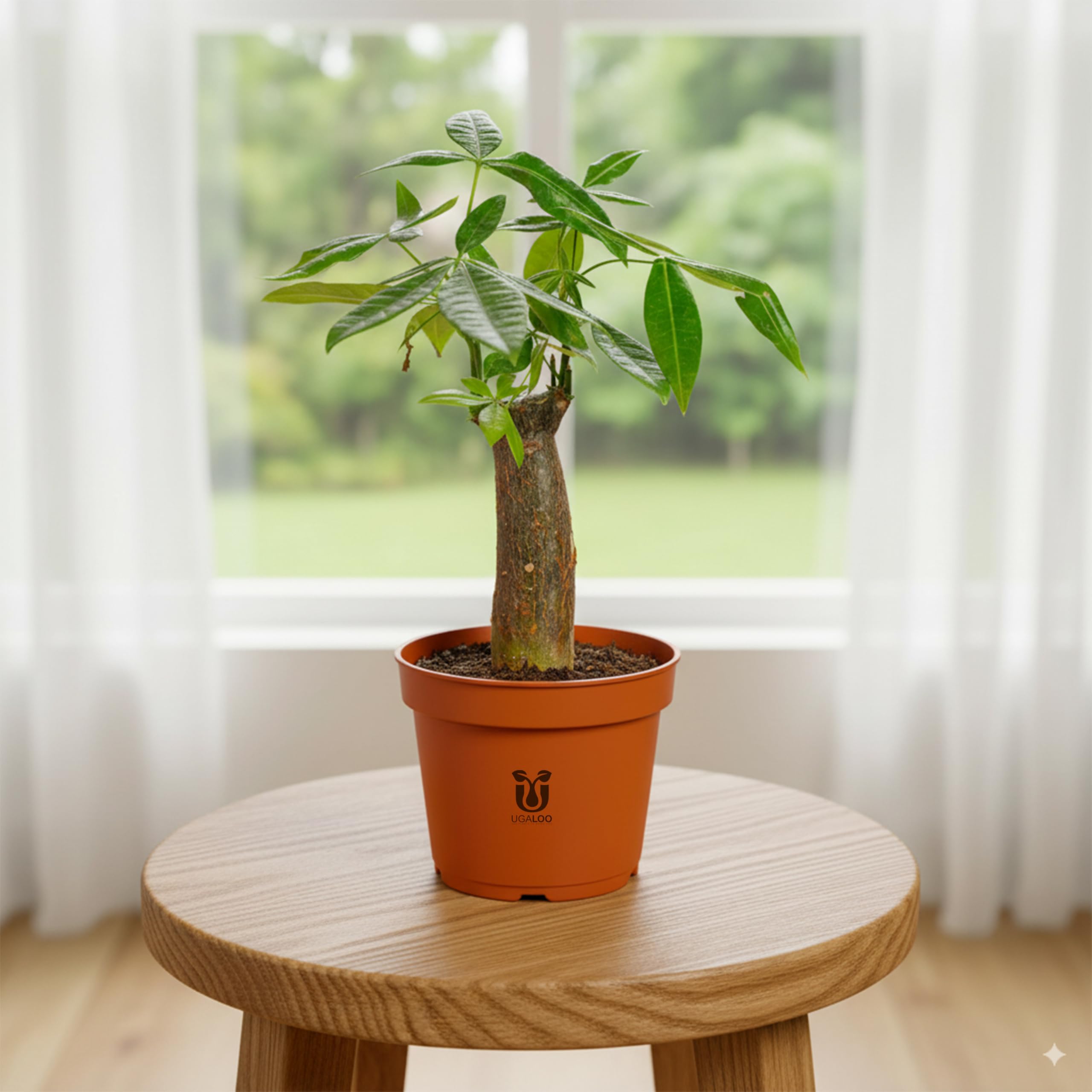 UGALOO Braided Pachira Aquatic (Money Tree Bonsai) Indoor Plants for Home & Office | Grafted Ornamental/Air Purifier Plants | with Self Watering Pot | Air purifier plants (Pachira 07)