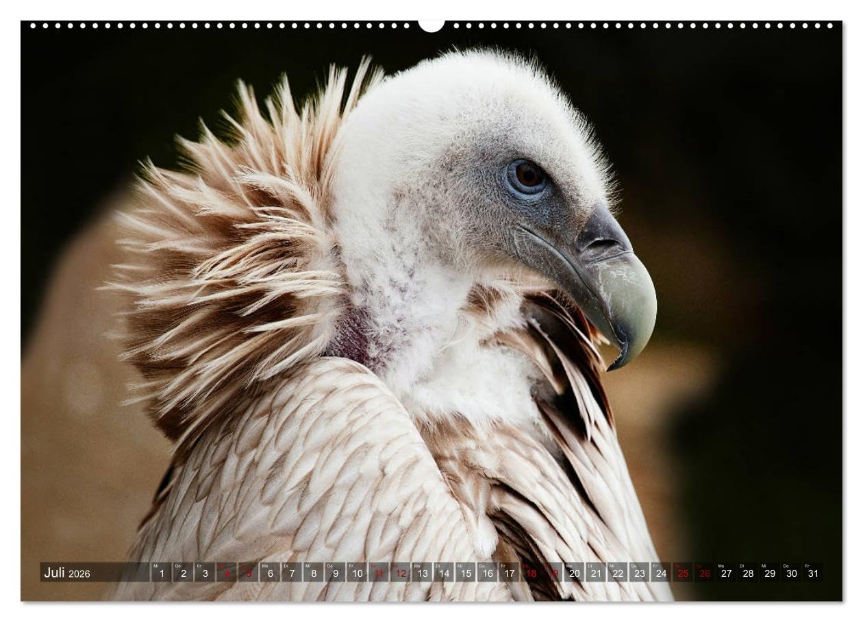 Raubvögel - lautlose Jäger (hochwertiger Premium Wandkalender 2026 DIN A2 quer), Kunstdruck in Hochglanz: Faszinierende Portraits von Greifvögeln und Eulen (CALVENDO Tiere)