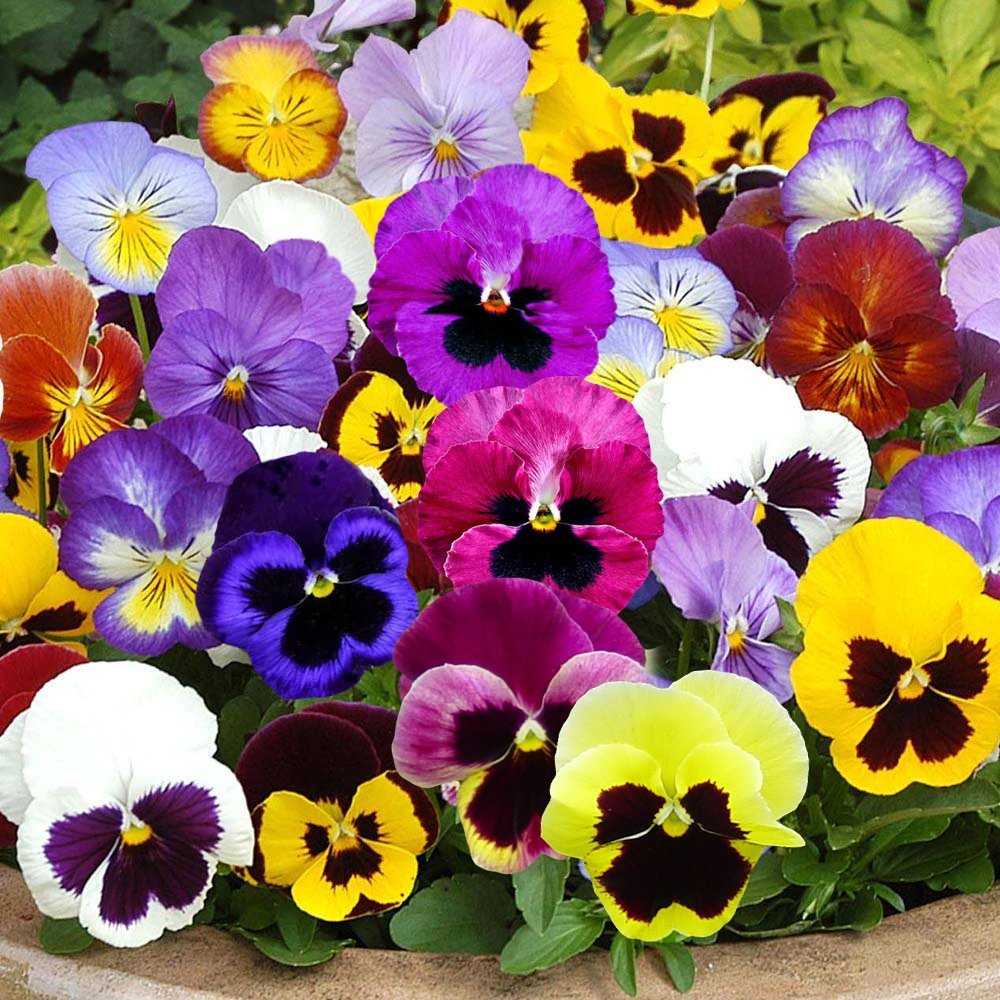 Creative Farmer Flower Seeds : Pansy Double Full Mixed Plant Ornamental Garden [Home Garden Seeds Eco Pack] Plant Seeds