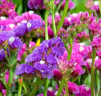 80 Statice Petit Bouquet Dwarf Mix Seeds – Limonium sinuatum – Long-Flowering Blue, White, Yellow, Pink & Purple Flowers – Free Plant Tag