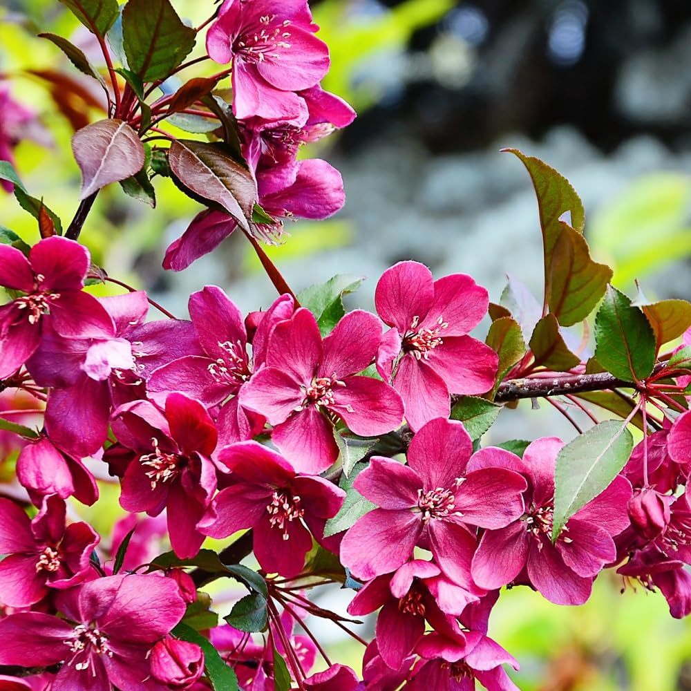 Summer Wonder Crabapple Tree, Pink-Purple Blossoms, Cold Hardy, Deciduous, 2-3 feet Tree Height, 1 gal. Nursery Pot (Due to Agricultural Laws, we Cannot Ship to CA, AZ, AK, or HI)