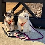 Gooby Mesh Leash - Purple, 4ft