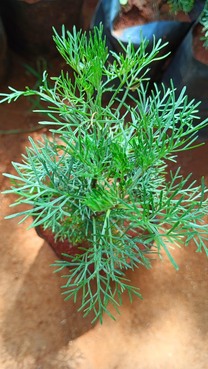 AR PLANTS dhavanam lie plant,Davanone, davan ether, davana furan and linalool DAVANA/DAVANAM/ARTEMISIA PALLENS/MARIKOZHUNDHU live plant (B0DC716W87) Amazon Price History, Amazon Price Tracker