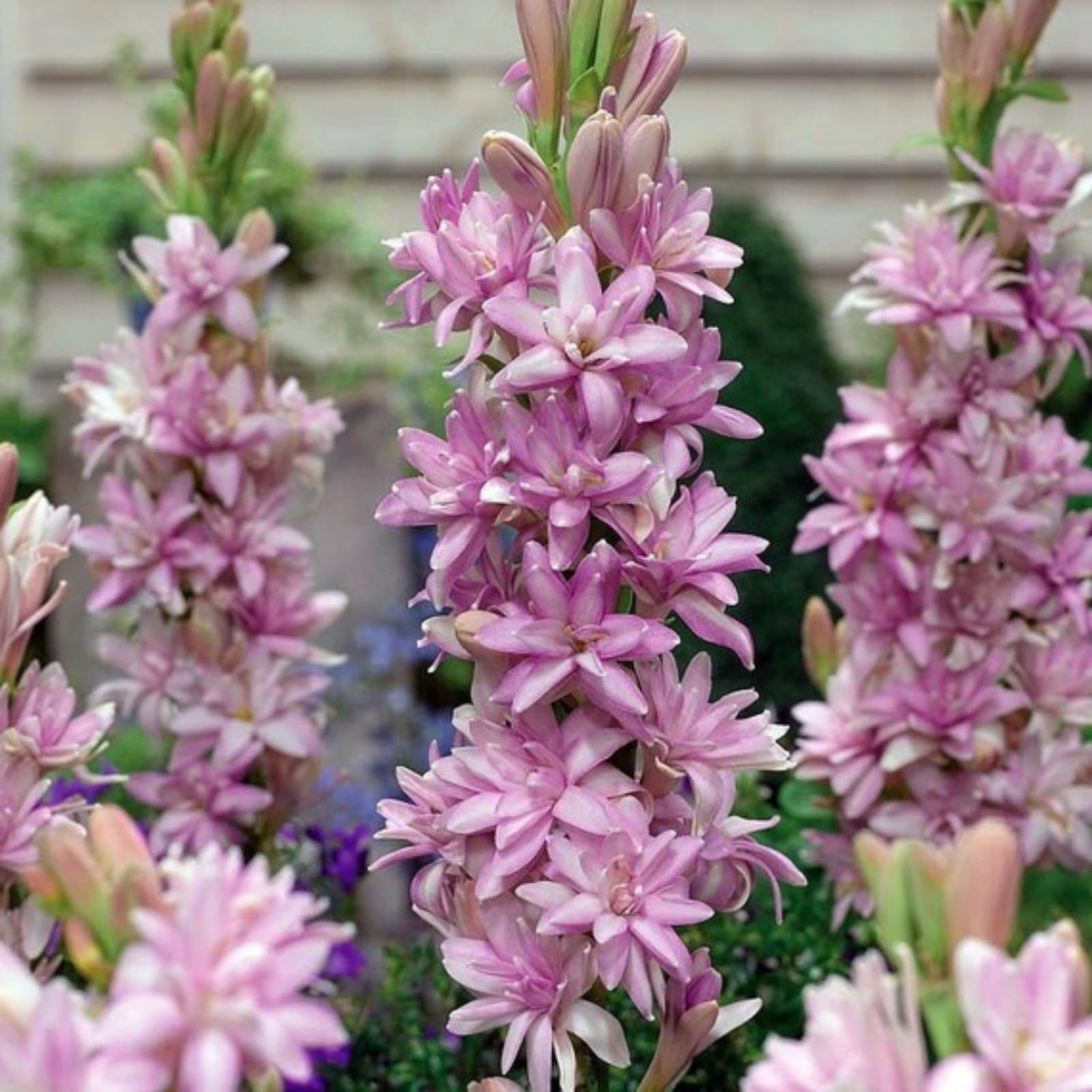 Tuberose Pearl Flower, Perennial Plant, Charming Fragrance, Very Suitable  for Planting, is an Ideal Decorative Flower for Indoors and Outdoors-4