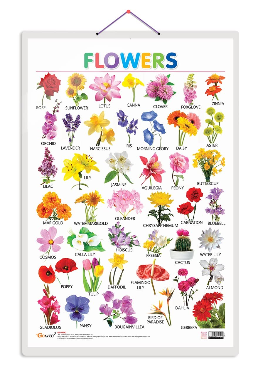 GO WOO Flowers Educational Poster for Preschool Kids Classroom Study | Learning- Chart for Kids Learning (20"X30" Inches) (B0C1S69V53) Amazon Price History, Amazon Price Tracker