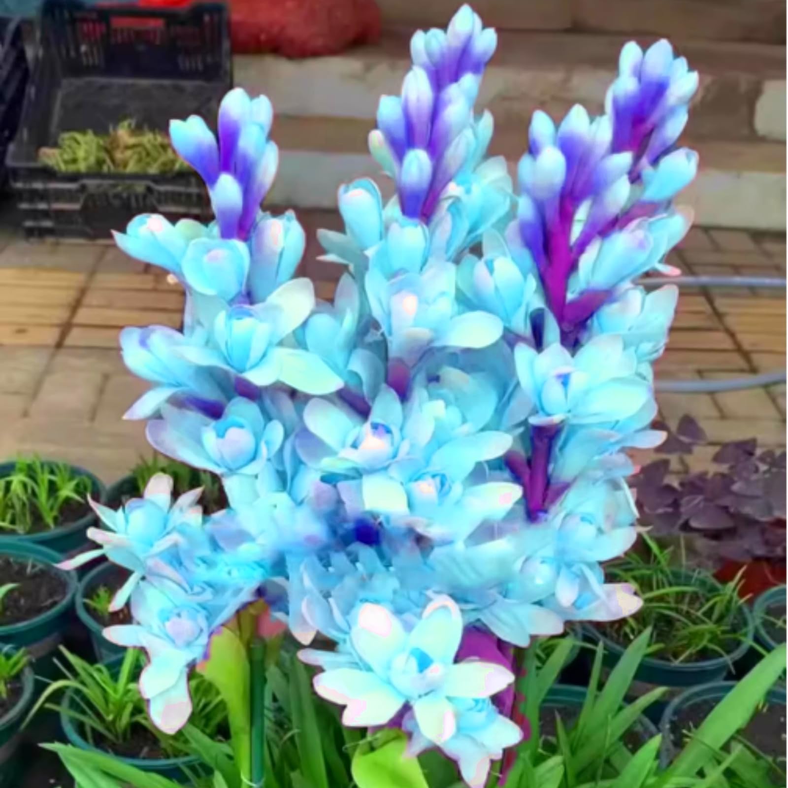 Radiant Tuberose Bulbs – Jumbo Fragrant Blooms for Holiday Displays – Easy-Grow Indoor Flowers, Perfect Decor-4 Bulbs-B