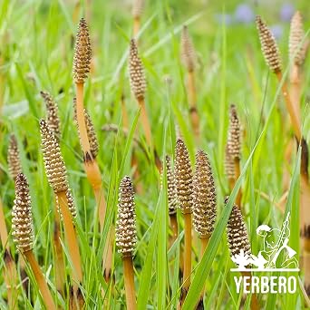 Yerbero - Cola De Caballo 1LB (456gr) | Horsetail Whole Loose Herbal Tea | Shave Grass/Snake Grass | Stand Up Resealable Bag | Crafted By Nature100% All Natural, non-GMO, Gluten-free.