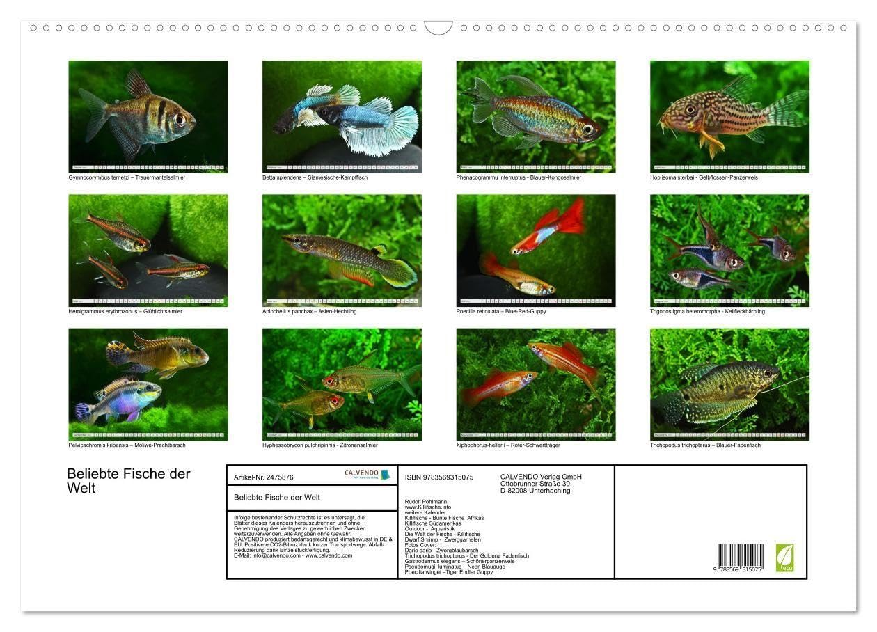 Beliebte Fische der Welt (Wandkalender 2027 DIN A2 quer), CALVENDO Monatskalender: Aquaristik - Farbenprächtige Süßwasserfische (CALVENDO Hobbys)