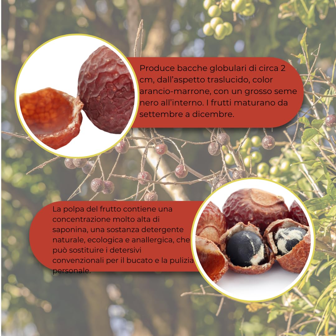 Vivaio Garden Forest - PISapindus saponaria – Albero del Sapone H 150 cm, Pianta Decidua da Frutto Naturale Ricco di Saponina, Detergente Vegetale 100%
