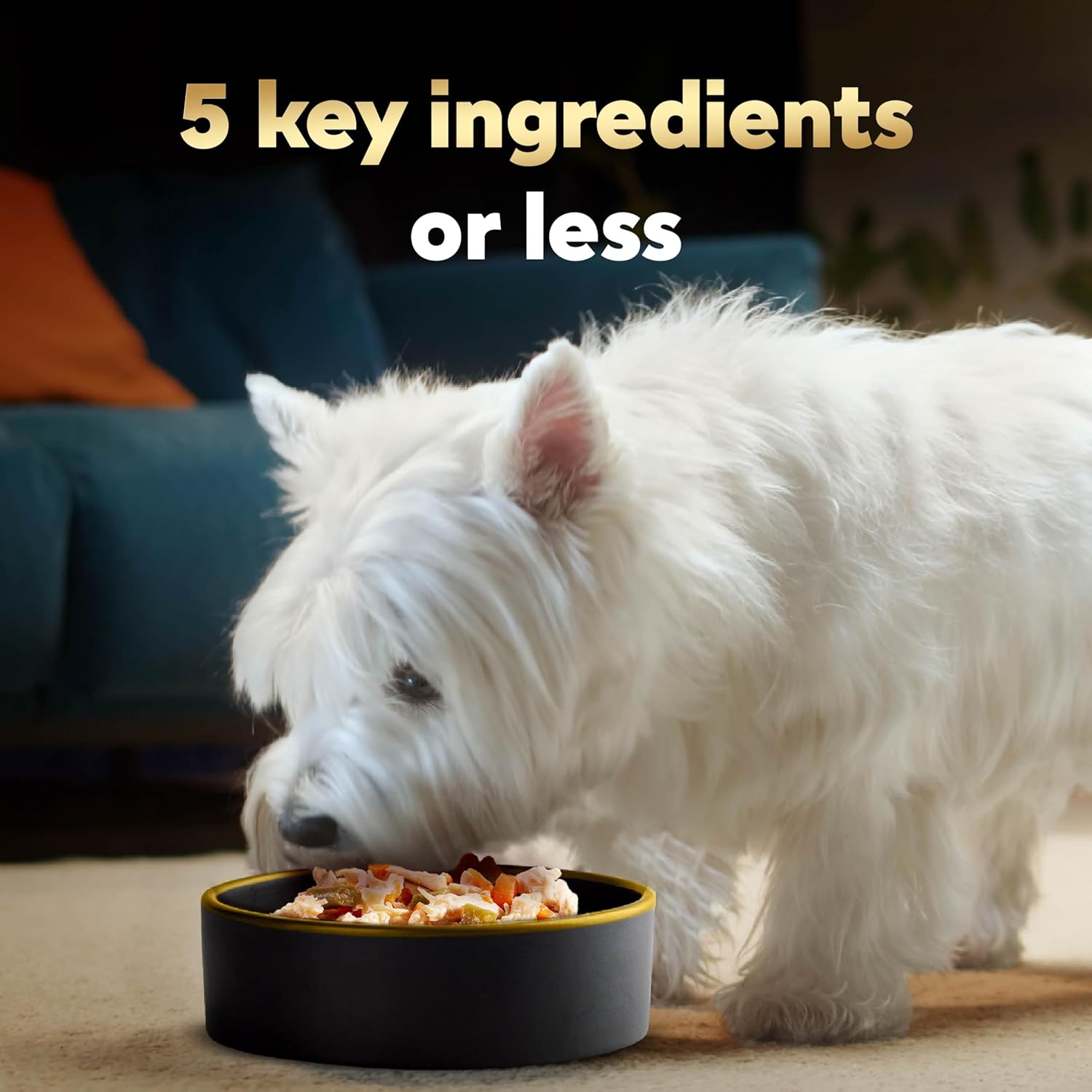 Cesar Simply Crafted Adult Wet Dog Food Toppers for Dry Food, Chicken, Carrots, Barley & Spinach, 1.3 oz Tubs, 10 Count