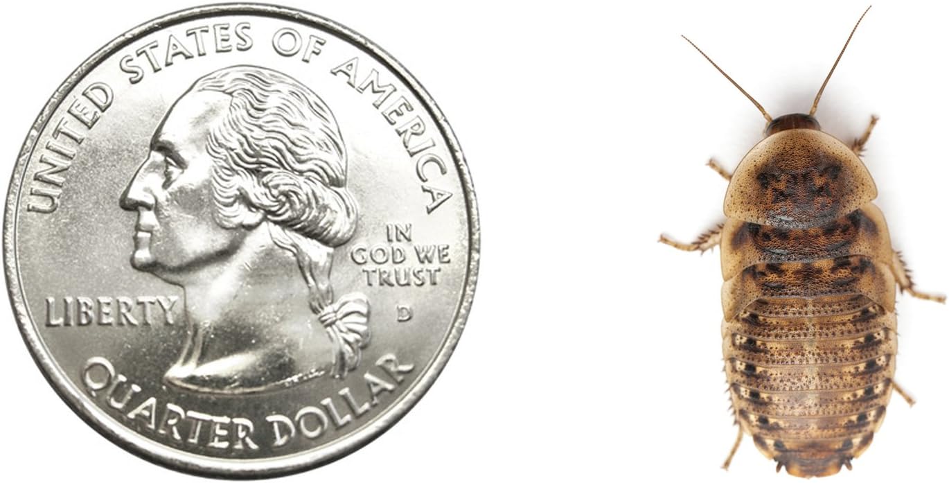 Dubia Roaches 1000 Medium