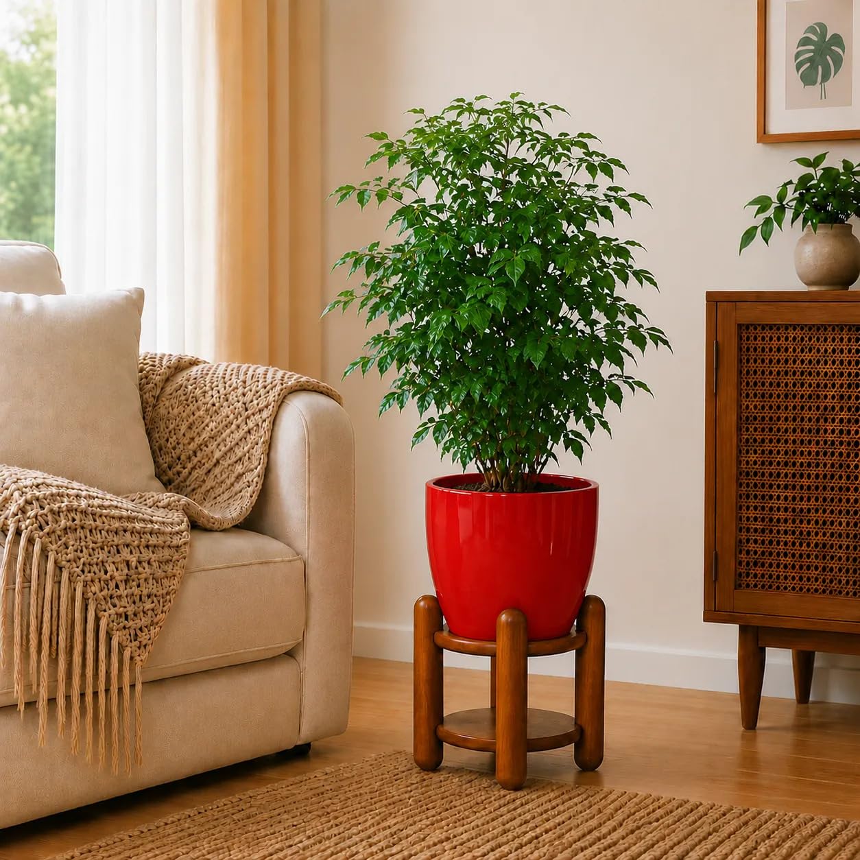 China Doll Plant | Indoor Live Plant with Decorative Planter | XL | Lush Foliage & Low Maintenance | Home & Office Decor | Red-image-11
