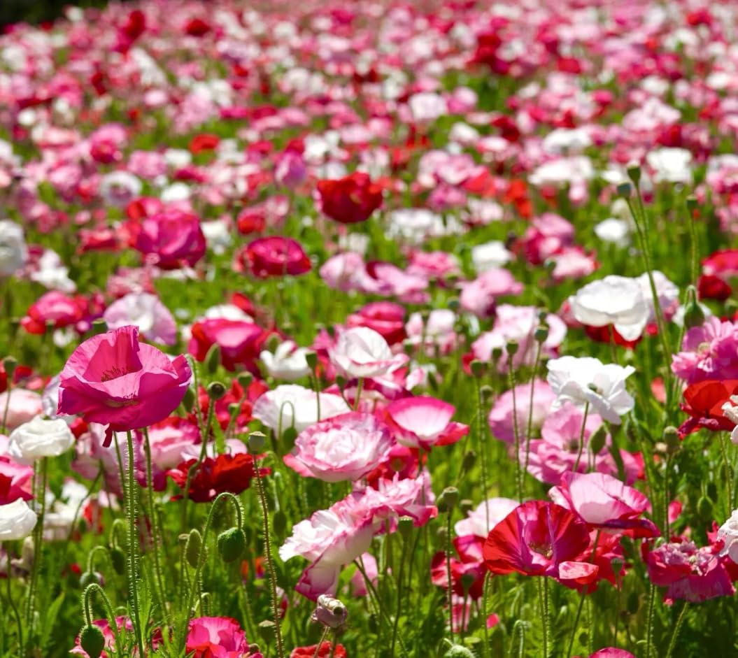 1 Pack of 10500 SEEEDS English Poppy Shirley Papaver Rhoeas Double Mix