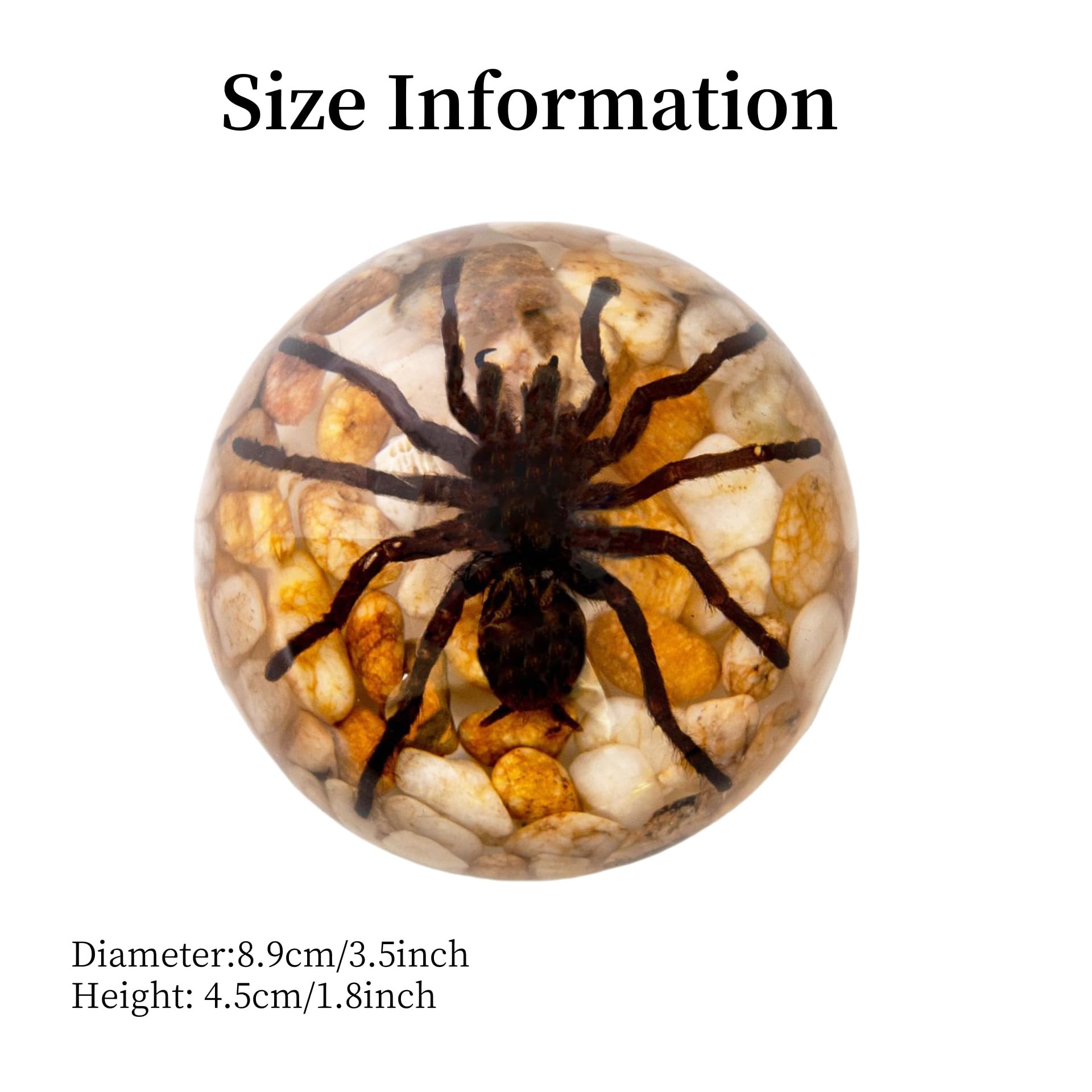 Spider Specimen Real Animal Taxidermy, Spider Specimen in Resin for Halloween Home Desk Decor, Taxidermy Animal Paperweight for Biology Science Classroom Education (Spider, 3.5x1.8 inch)