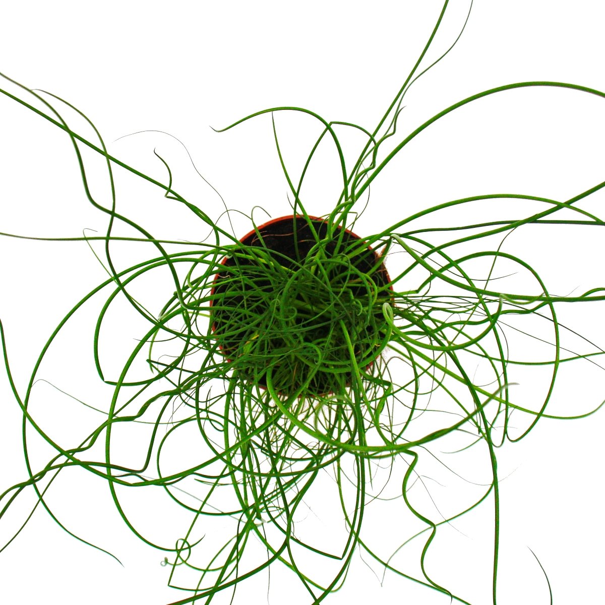 Boucle d'amour spirale Juncus effusus tire-bouchon 12 cm