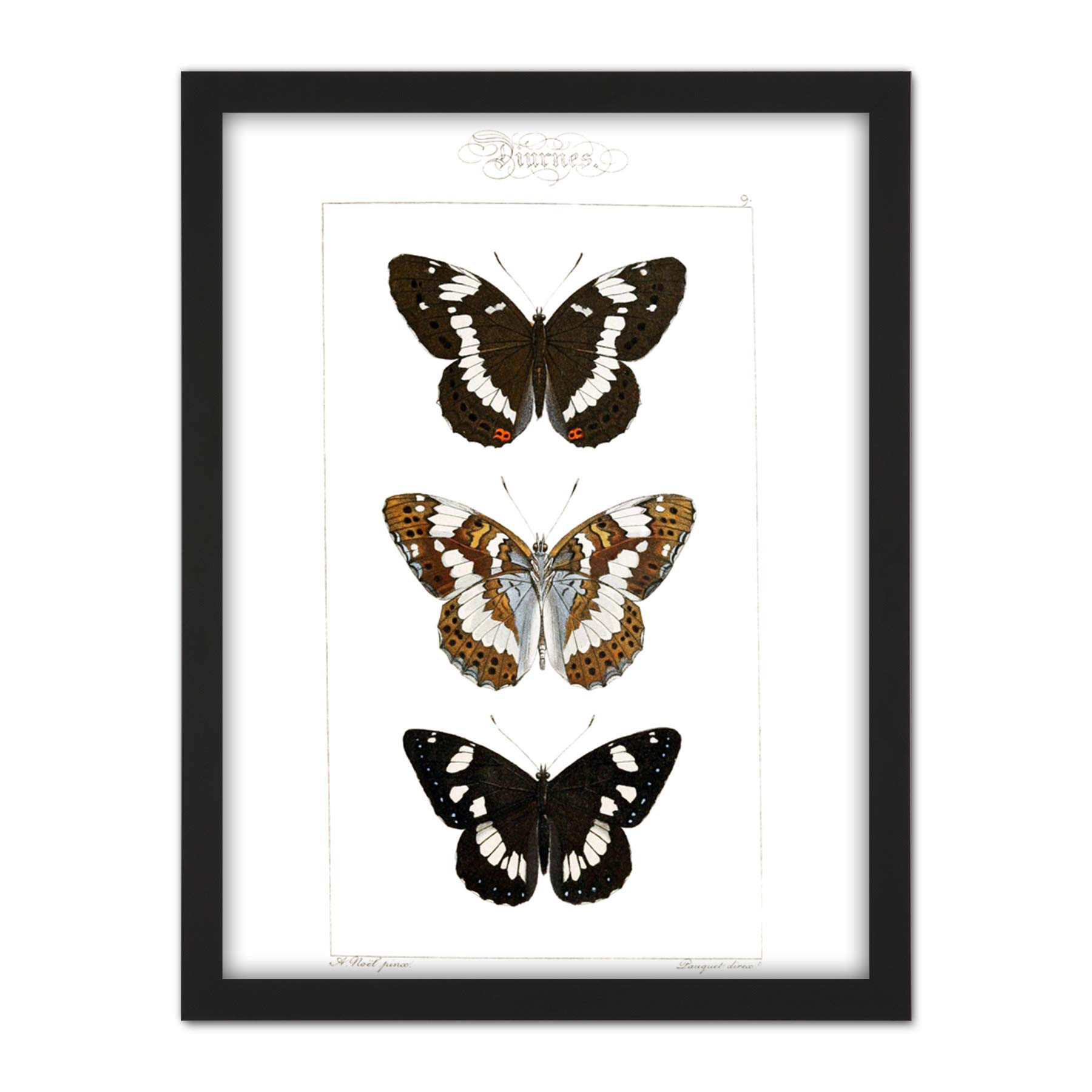 Wee Blue Coo Butterflies Black and Brown Artwork Framed Wall Art Print 18X24 Inch