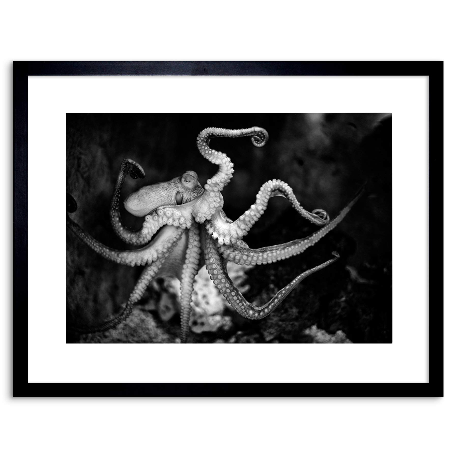 Wee Blue Coo ANIMAL PHOTO AQUATIC MARINE OCTOPUS BW FRAMED ART PRINT POSTER F97X11773