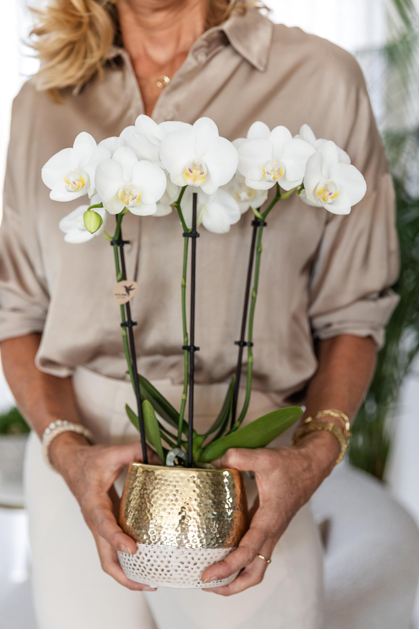 KOLIBRI Orchidée Phalaenopsis Blanche Amabilis Elite Pot Gold 9 cm 40 cm Plante d'intérieur