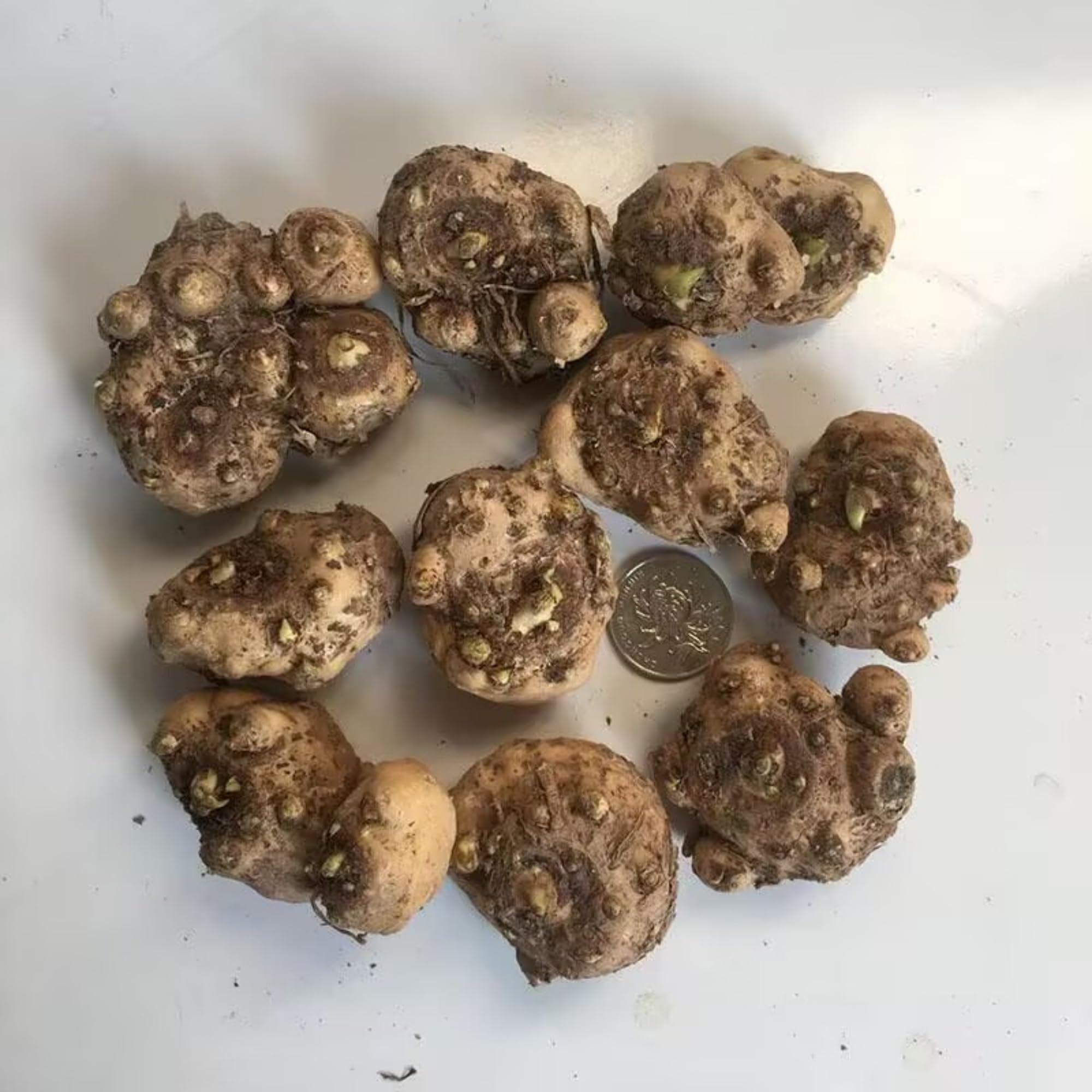 Los bulbos de cala son fáciles de cultivar, perennes y fáciles de mantener para balcones y jardines.-2bulbos-A