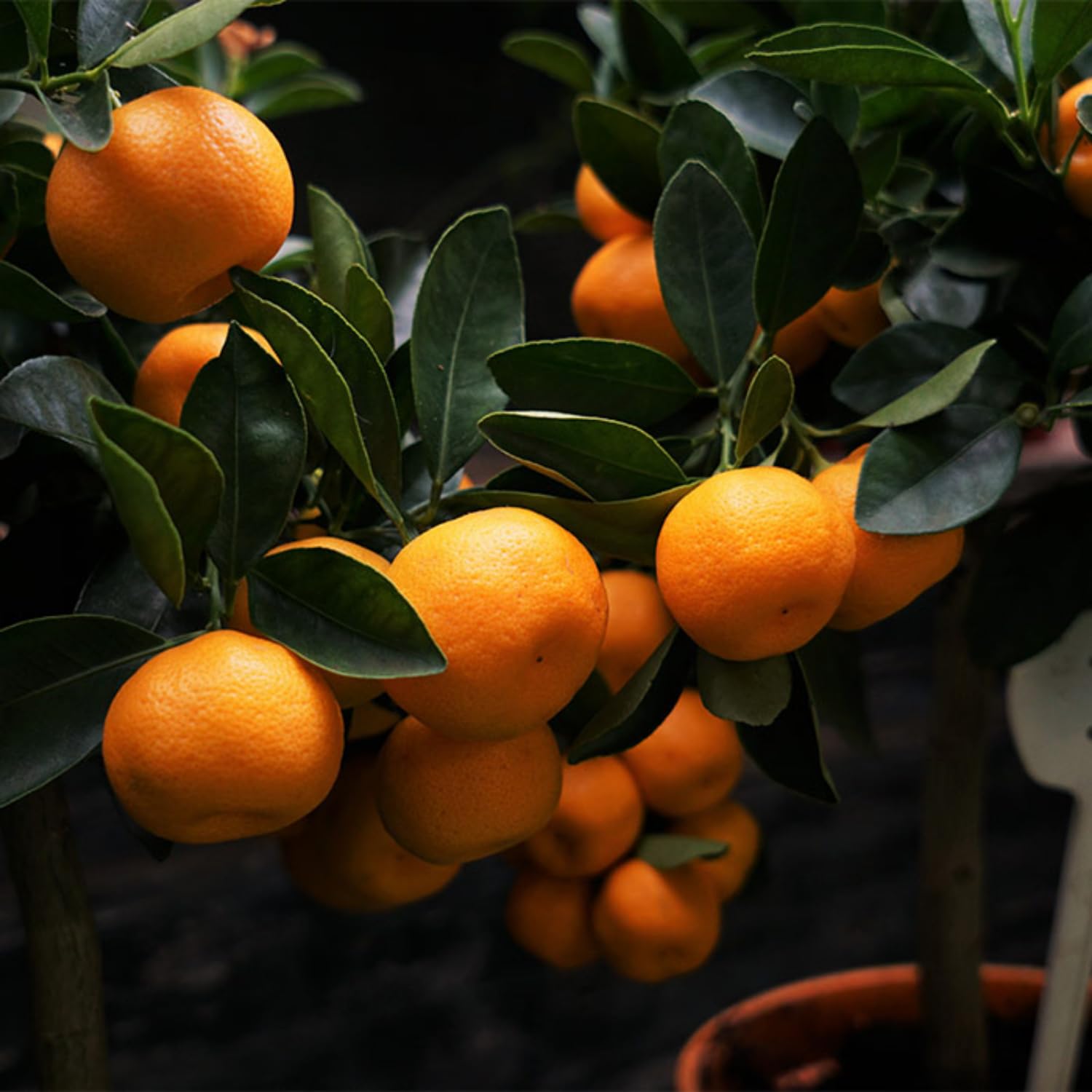 Hug A Plant | Chinese Sweet Orange Grafted Live Fruit Plant (Home and Garden) (B0C93H1MNQ) Amazon Price History, Amazon Price Tracker