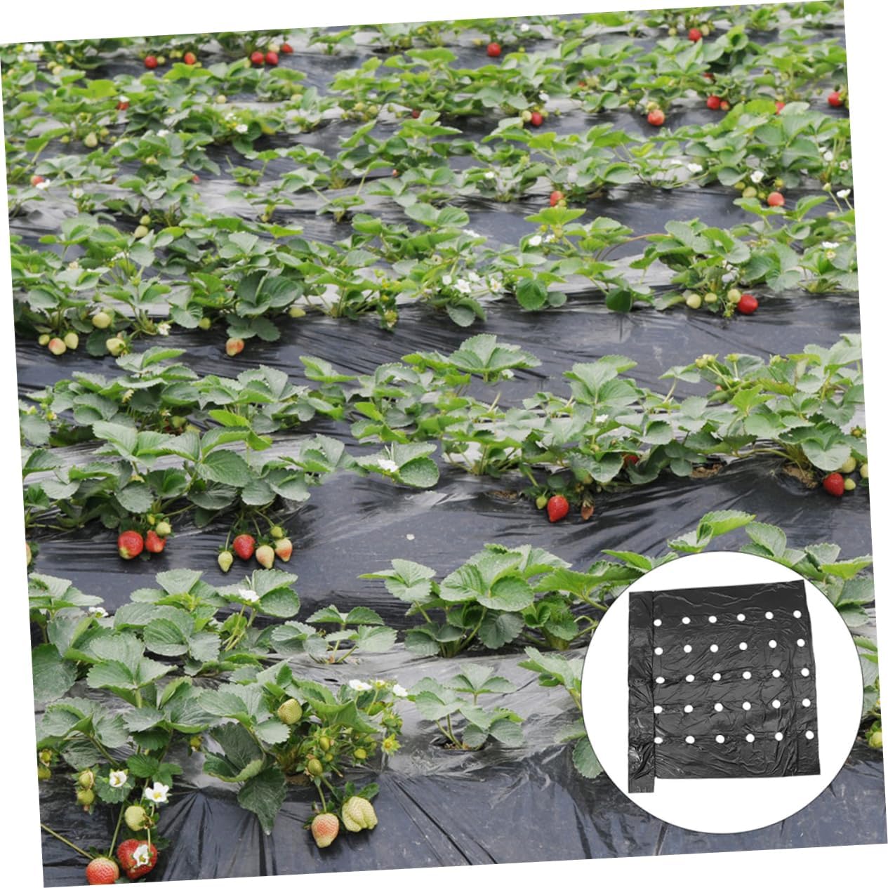 Toyvian 2pcs Pe Mulching Film for Agricultural Use Perforated Design for Optimal Ventilation and Insulation Durable Soil Covering for Enhanced Growth and Nutrient Retention