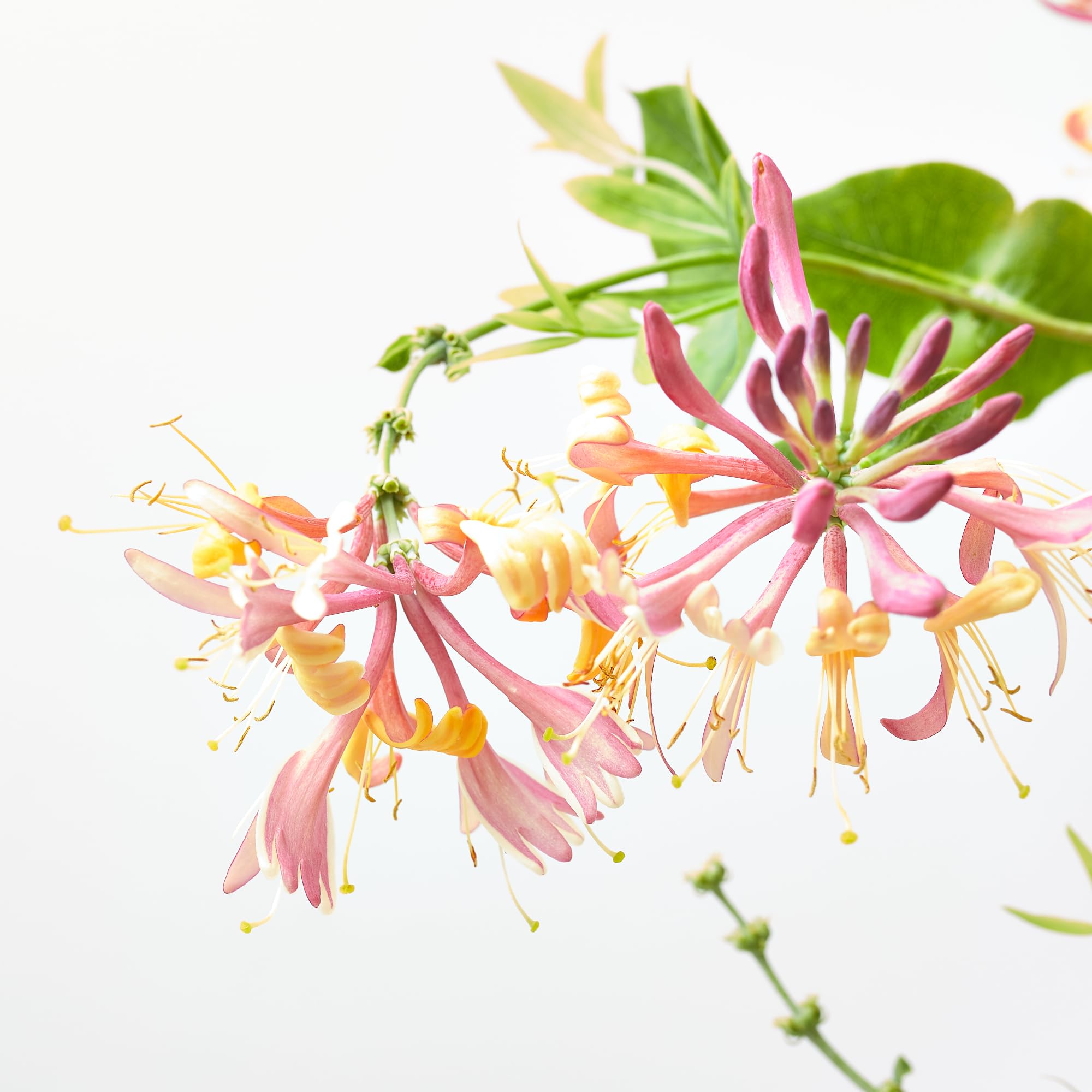 Verdecora Madreselva en maceta de 3L | Lonicera japonica | Trepadora Natural de Rápido Crecimiento | Ideal para Jardines, Muros y Cercas