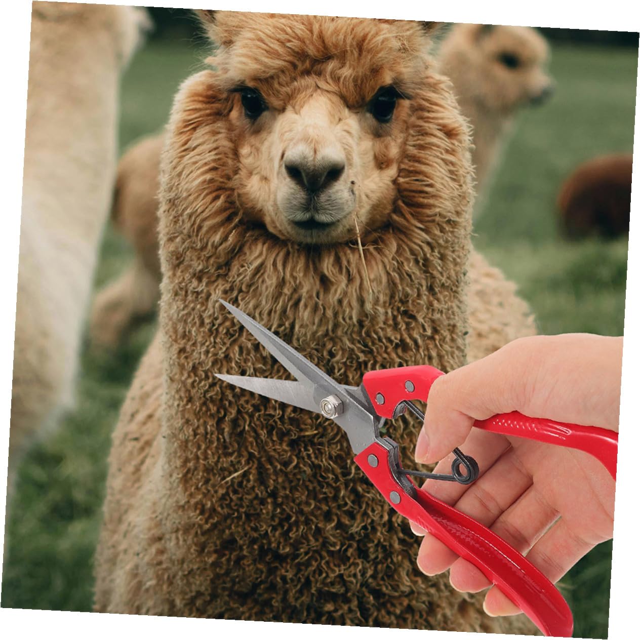 Esquiladora de Ovejas Manual para Lana de Animales, 2 Piezas | Acero al Carbono Naranja, Agarre Cómodo, Uso en Granja para Tareas de Esquila a Gran Escala