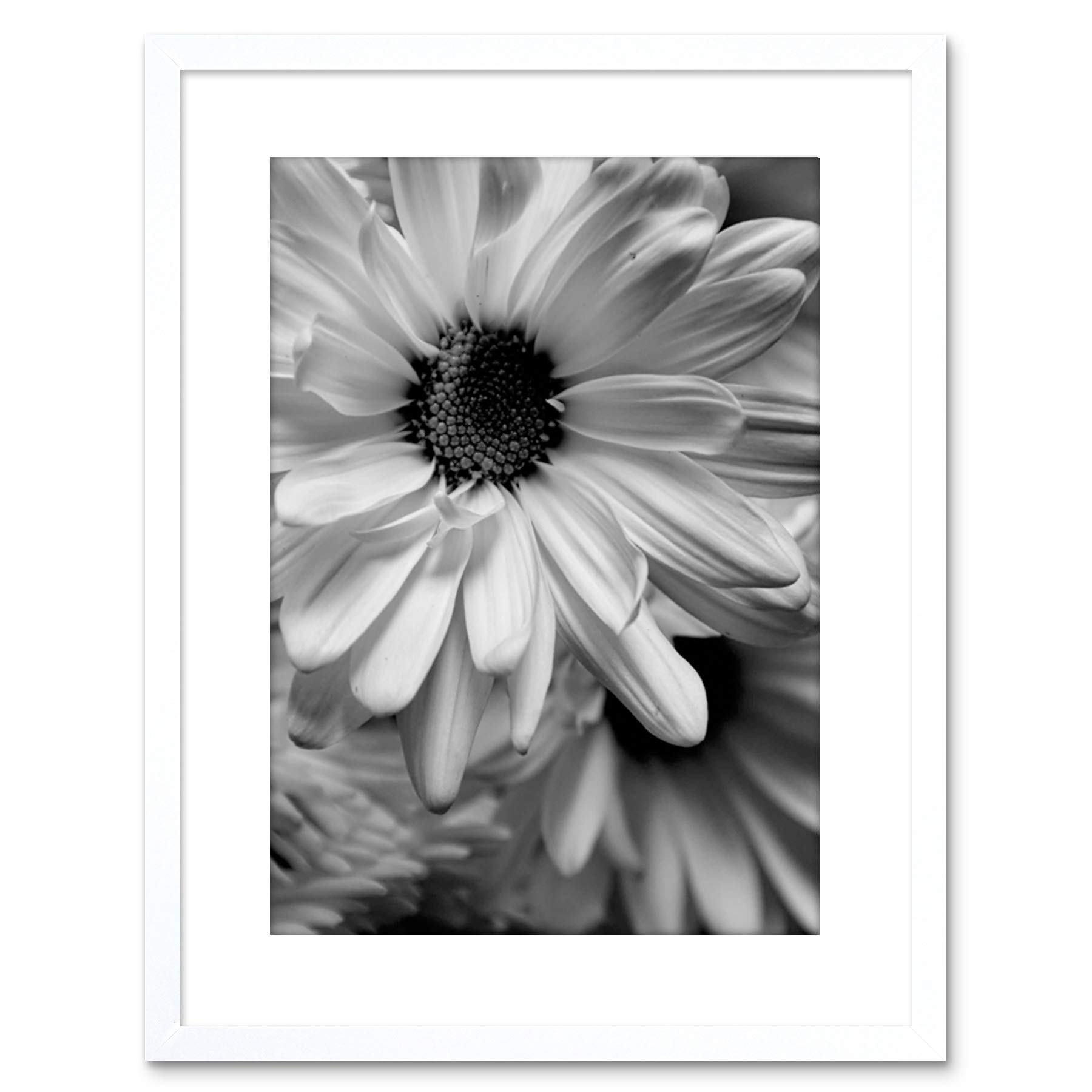 Wee Blue Coo PHOTO BLACK WHITE FLOWER PETALS FRAMED PRINT F97X2823