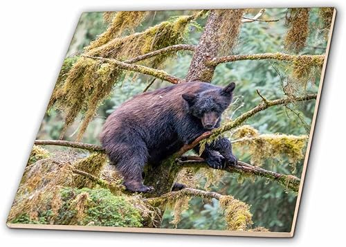 3dRose Black Bear cub Finds Safety in a Tree at ANAN Creek. - Tiles (ct-380595-1)