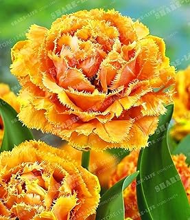 True Mix Tulip Bulbs Double Tulip 'Barbados'(Not Tulip Seeds) Flower Bulbs,Bulbs Tulips Bulbous Root Tulipanes Garden Plan...