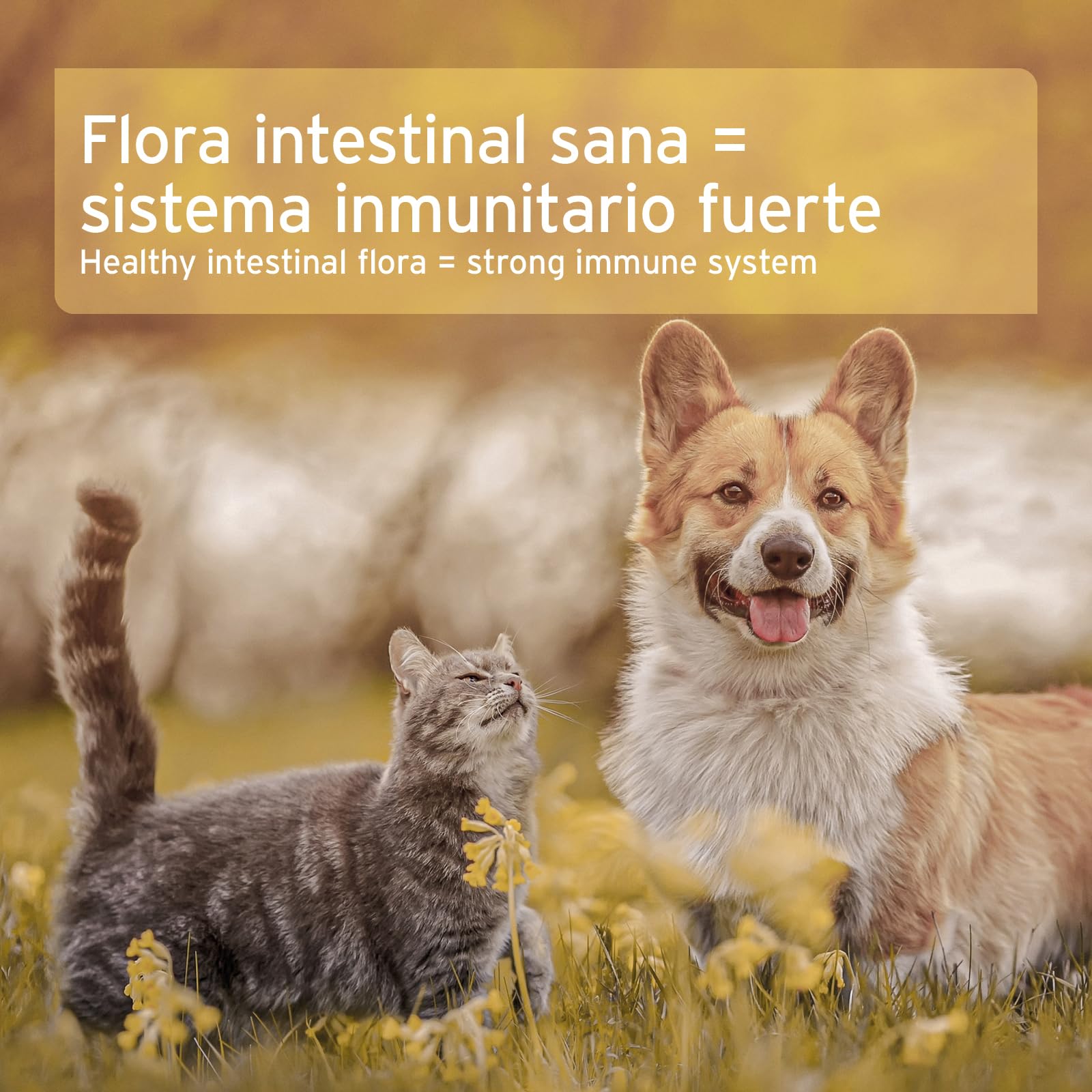 AniForte Moor Mud Curativo para Perros 1200g – Mejora la digestión, el Sistema inmunológico, la Actividad gastrointestinal, estimula el apetito. Arcilla curativa Natural