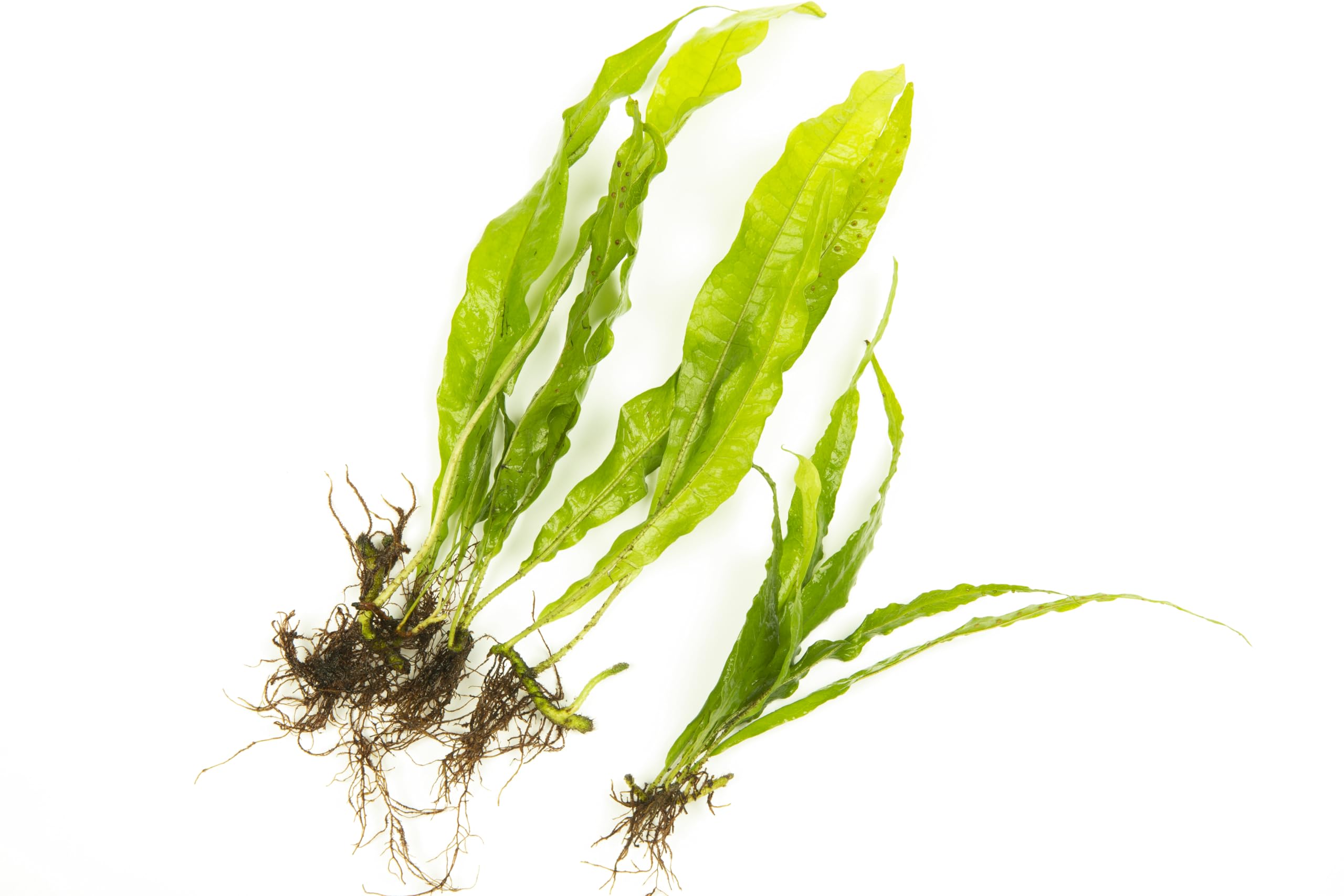 Lincolnshire Pond Plants Ltd - Java Fern Live Aquarium Plants Microsorum Pteropus Live Aquarium Plants Tropical Aquascape (3X Loose)