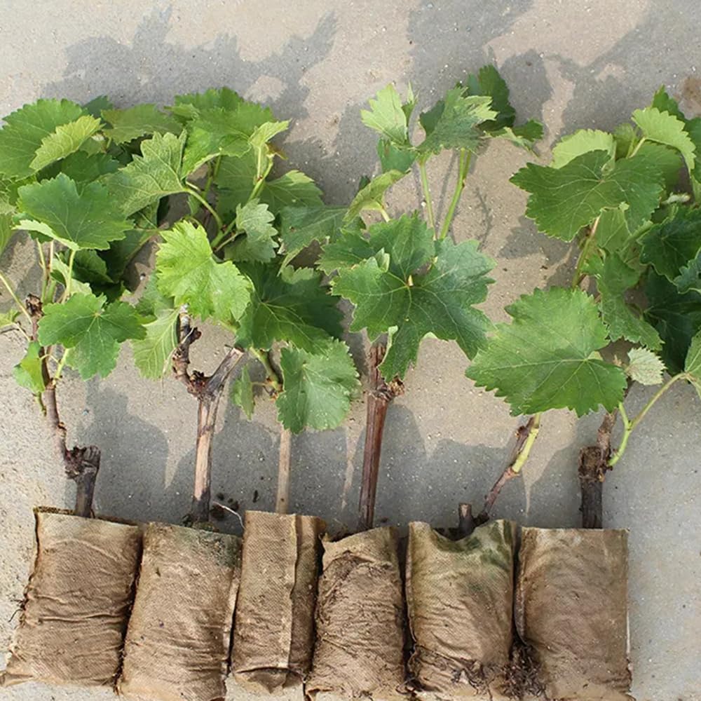 6Rhizome/Traubenwurzel trauben weintrauben Einzigartiges balkonpflanzen