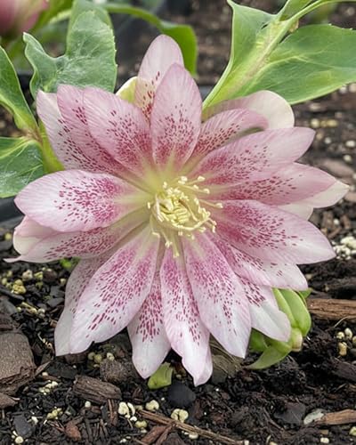 Miniatura 4 de Perennial Farm Marketplace Helleborus x W.J. 'Cotton Candy' (Rosa de Cuaresma) Perenne, 1 Cuarto de Galón, Flores Rosas