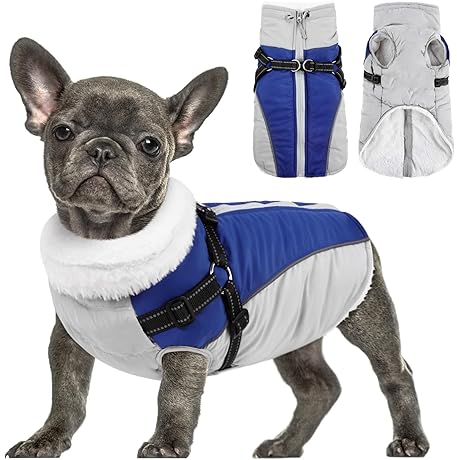 Queenmore Dog Coat: The Ultimate Winter Companion for Your Canine Friend