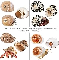 Vista 5 de QICQDRAM Boutique - Conchas de cangrejo ermitaño extra a grandes de 2.9 a 3.3 pulgadas, conchas naturales de cangrejo ermitaño tamaño de apertura