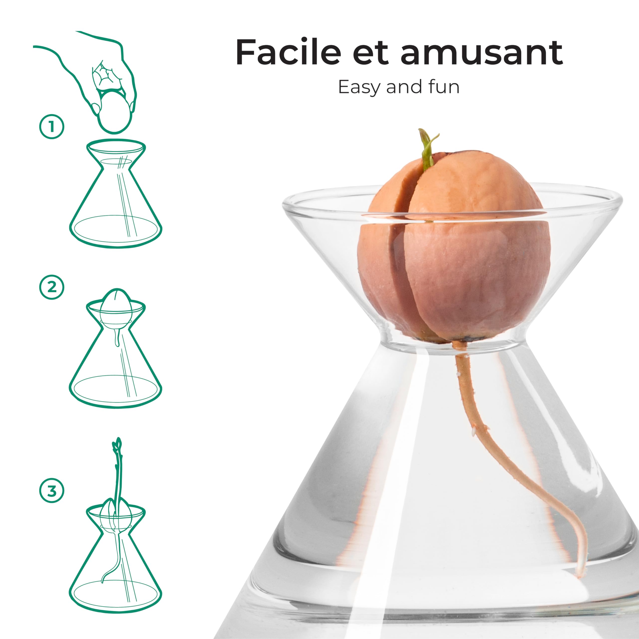 Avocado Flask - Pot en Verre pour graines d'avocat - Kit de Culture de Plantes dans l'eau. Cadeau Vert décoration d'intérieur (Verre Transparent)