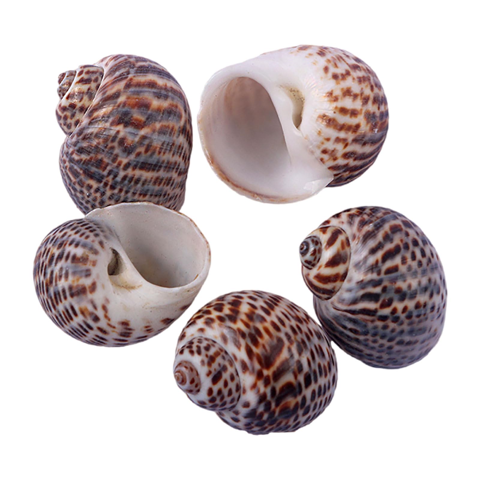 SDJJSAO Shell, Natural Growth Shells for Hermit Crab Variety Turbo Seashells Sea Conch DIY Fish Tank Decoration