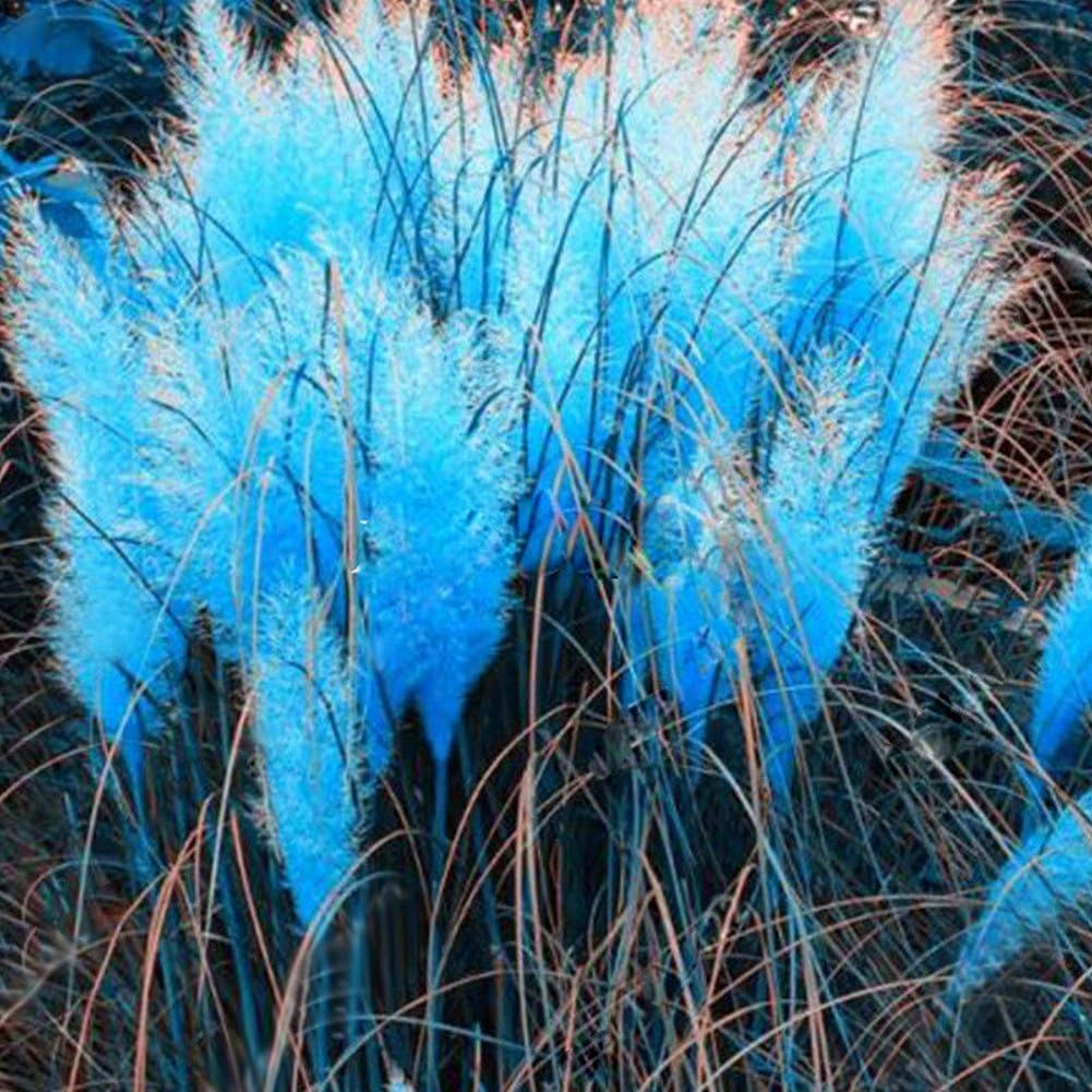 rainbow25 1000Pcs Pampas Grass Cortaderia Selloana Flower Rare Reed Seeds Garden Plant size 1000pcs (Blue)