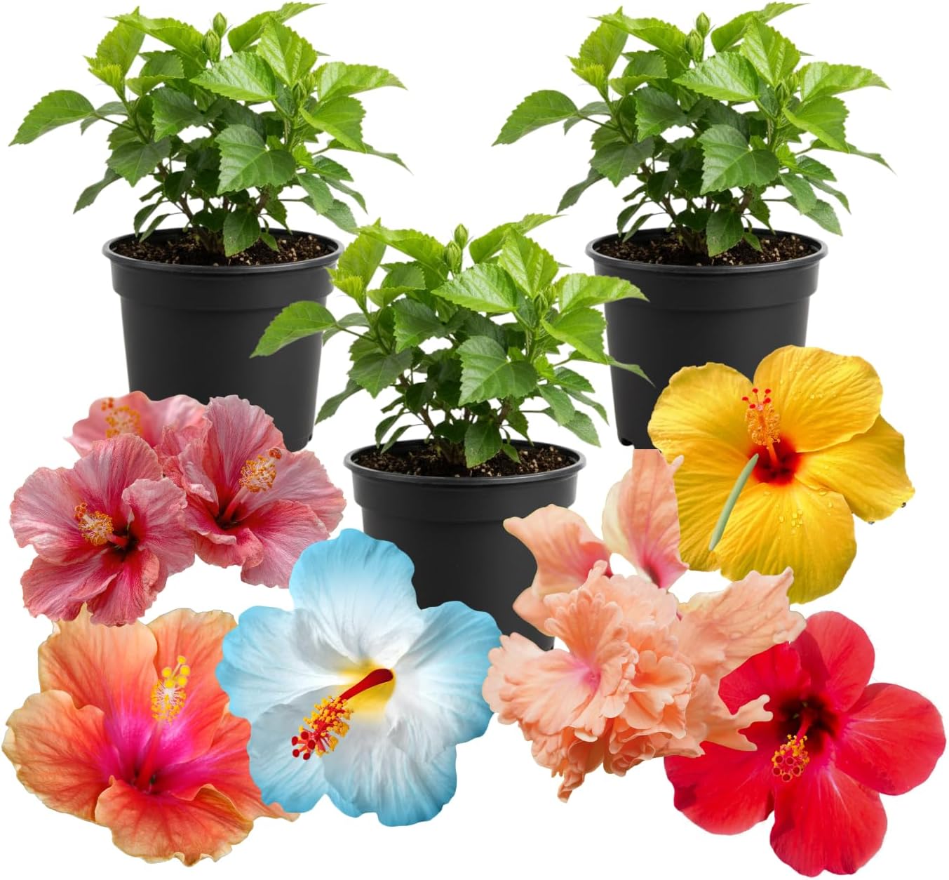 3 Hardy Hibiscus Plants Live, Well Rooted Hibiscus Flower 4-7'' Tall, Flowering Shrub for Garden or Containers Planting (Red Yellow)